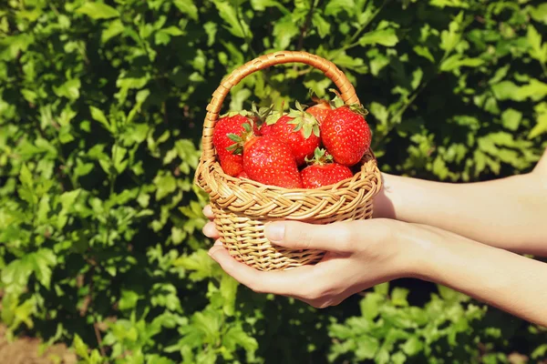 Mains avec panier de fraises — Photo