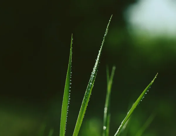 Krásné mokré trávě — Stock fotografie