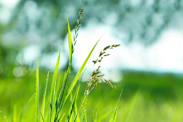 Beautiful wet grass — Stock Photo, Image