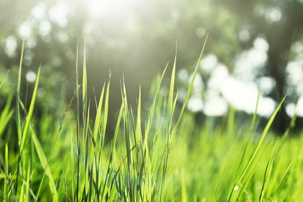 Krásné divoké zelené trávě — Stock fotografie