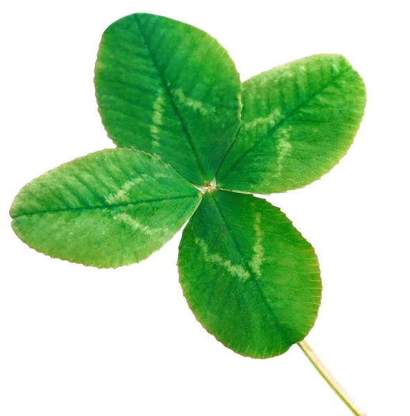 Fresh Clover four leaf — Stock Photo, Image