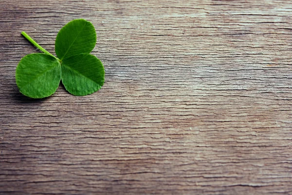 Verse Clover leaf — Stockfoto