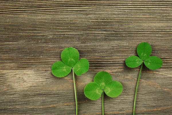 Fresh Clover leaves — Stock Photo, Image