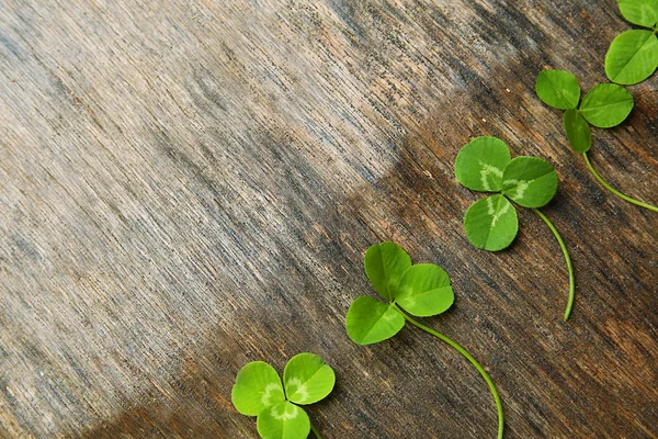 Hojas frescas de trébol — Foto de Stock