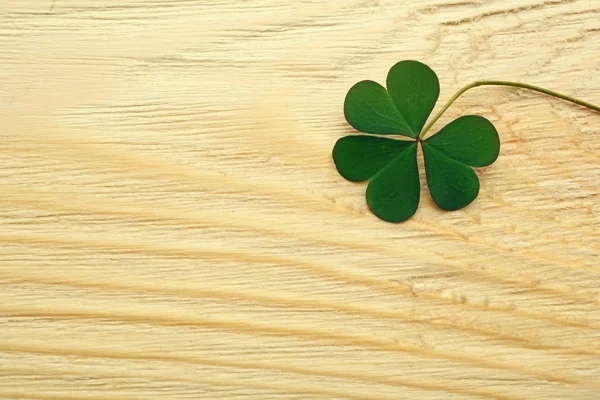 Verse Clover leaf — Stockfoto