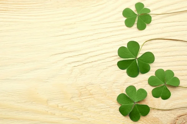 Fresh Clover leaves — Stock Photo, Image