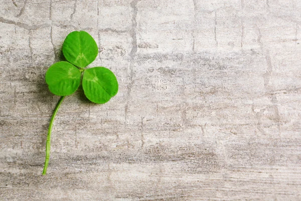 Fresh  Clover leaf — Stock Photo, Image