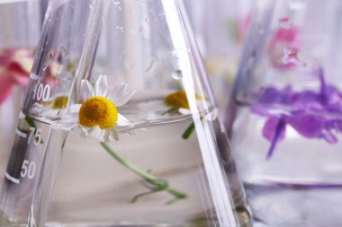 Parfüm yapma süreci