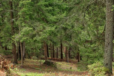 ilkbaharda dağ orman