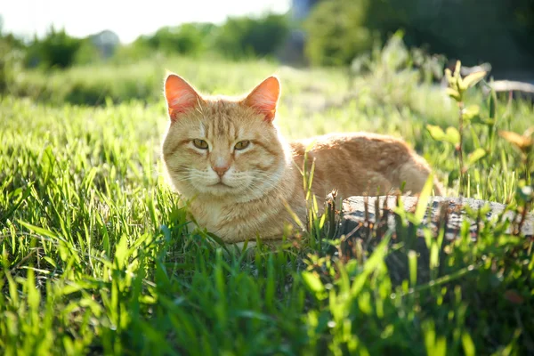 Rote Katze sitzt draußen — Stockfoto