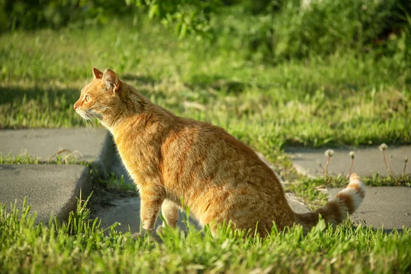 Red cat sitting outside — Stock Photo, Image