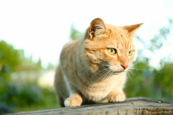 Gatto rosso seduto fuori — Foto Stock