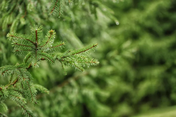 Çam ağacı, portre