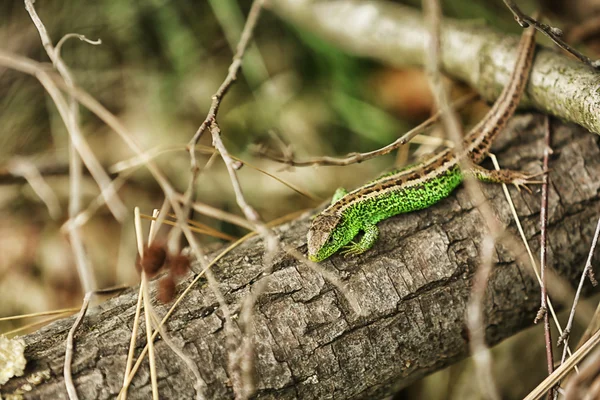 Kleine grüne Eidechse auf dem Baum — Stockfoto