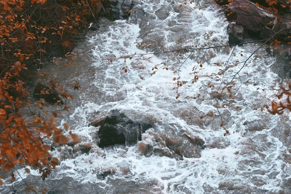 Córrego na floresta de montanha — Fotografia de Stock