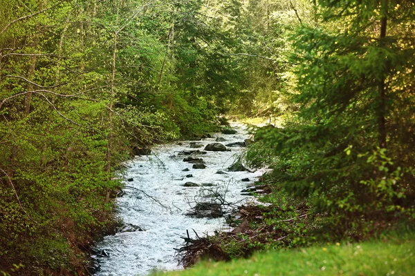 Stream in mountain forest — Stock Photo, Image