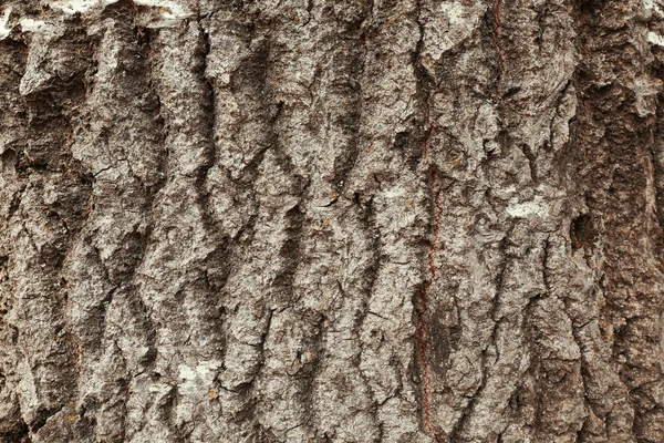 Baumrinde Hintergrund — Stockfoto