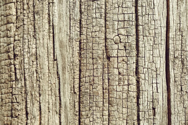 Écorce arbre fond — Photo