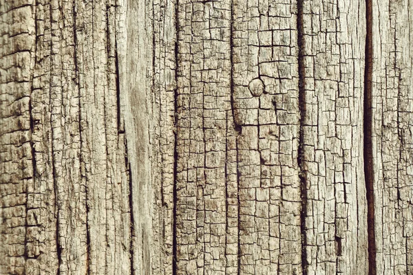 Bark träd bakgrund — Stockfoto