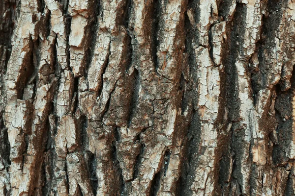 Bark tree background — Stock Photo, Image
