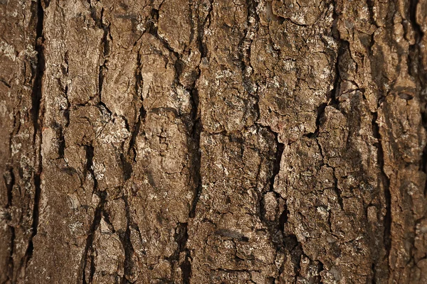 Bark träd bakgrund — Stockfoto