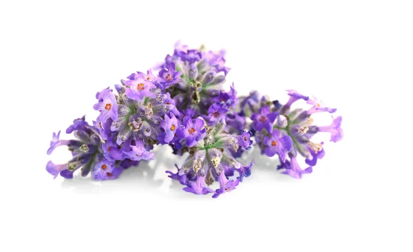 Schöner Lavendel auf Hintergrund — Stockfoto