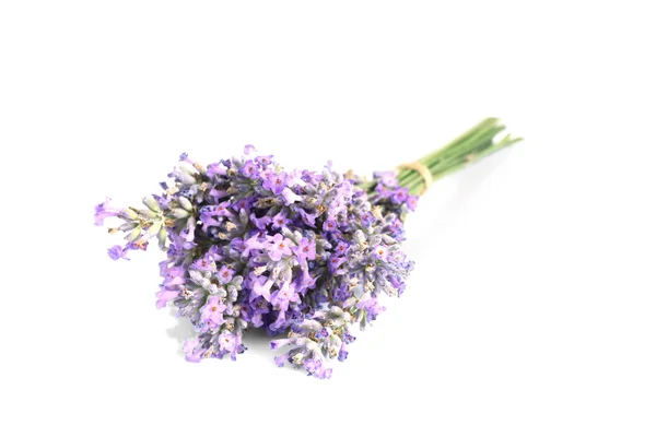 Bando amarrado de flores de lavanda — Fotografia de Stock