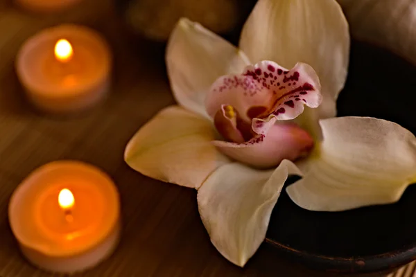 Krásná orchidej květina Stock Obrázky