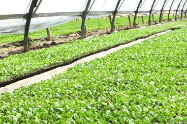 Serada yetişen bitkiler