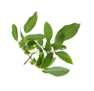 Yeşil yapraklı ağaç dalı