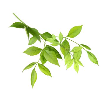 Yeşil yapraklı ağaç dalı 