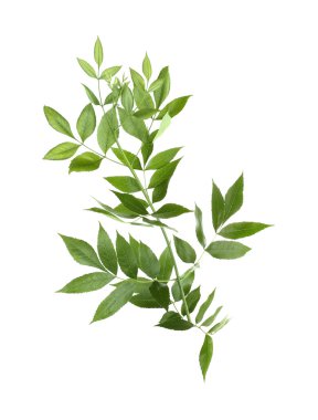 Yeşil yapraklı ağaç dalı 