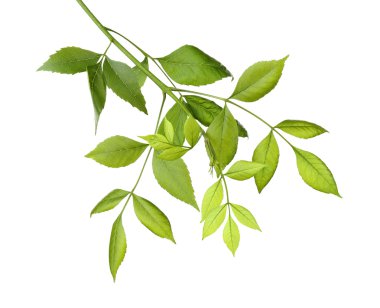 Yeşil yapraklı ağaç dalı 