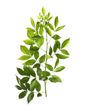 Yeşil yapraklı ağaç dalı 