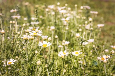 yeşil çim ve chamomiles