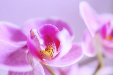 Güzel pembe orkide çiçeği