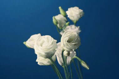 Beyaz Eustoma çiçekleri