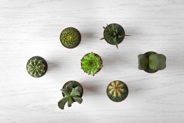 Farklı succulents ve kaktüs tencere 