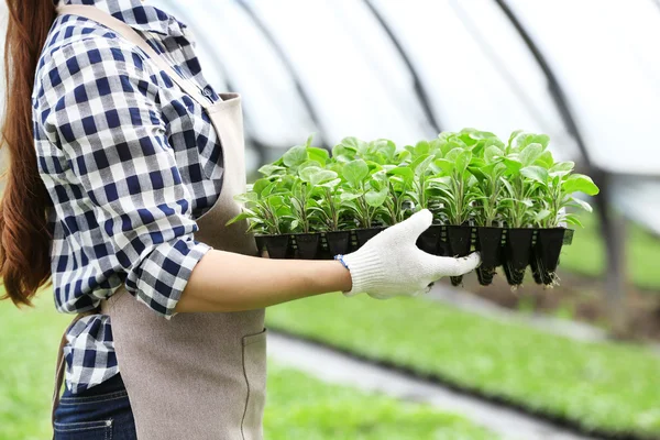 Agricultora que trabalha em estufa — Fotografia de Stock