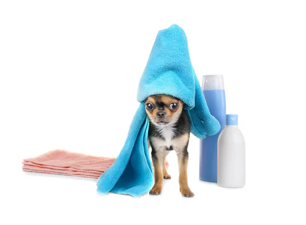 Chihuahua cachorro después del baño —  Fotos de Stock