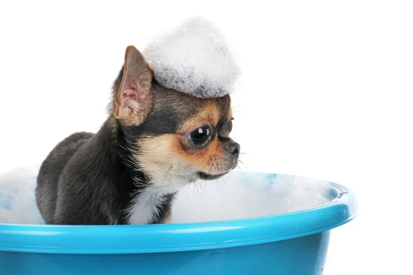 Lindo cachorro en baño —  Fotos de Stock