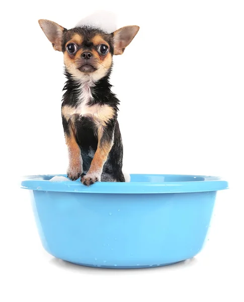 Filhote de cachorro bonito no banho — Fotografia de Stock