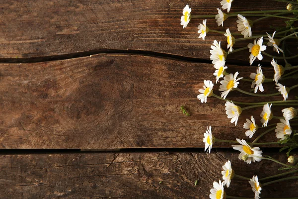 Camomilas frescas em madeira — Fotografia de Stock