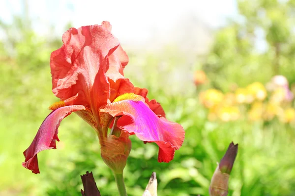 Färgglada röd iris bud — Stockfoto