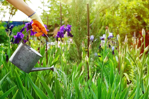 Hand watering irises — Stock Photo, Image