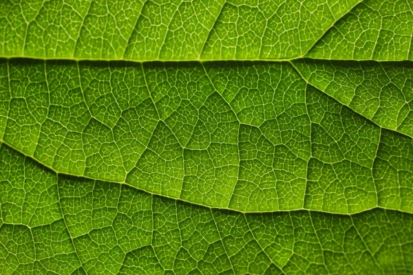 Textura zeleného listu — Stock fotografie