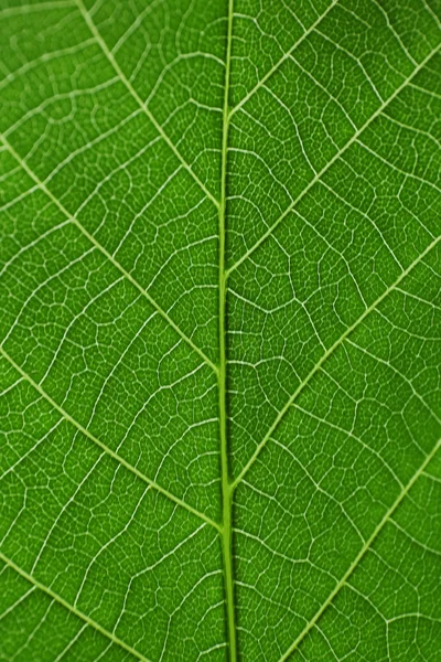 Textura zeleného listu — Stock fotografie