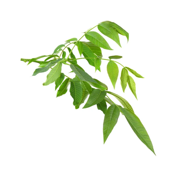 Gałąź drzewna z zielonymi liśćmi — Zdjęcie stockowe