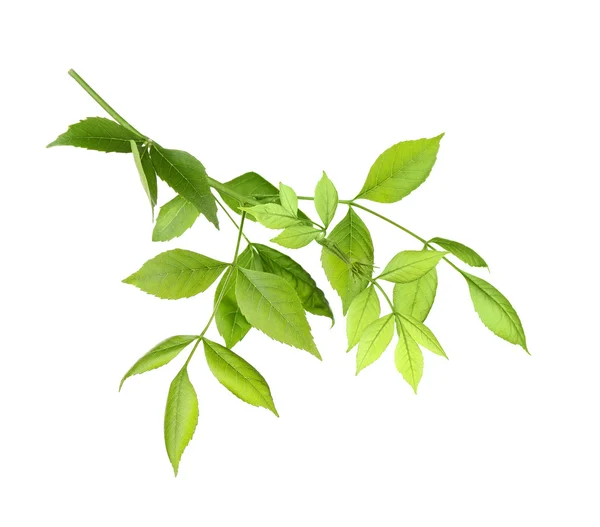 Tree branch with green leaves — Stock Photo, Image