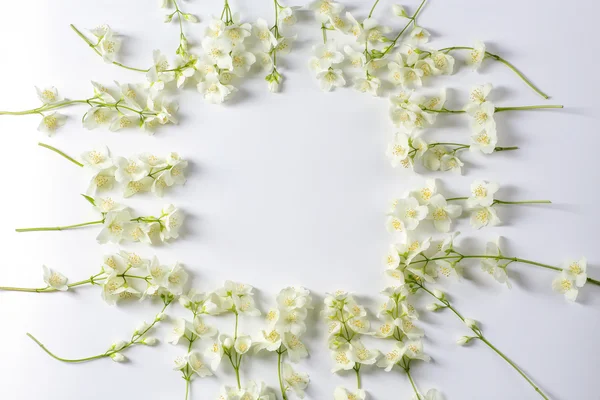 Flores frescas de jasmim — Fotografia de Stock